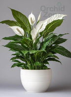 Peace Lily Indoor Plant