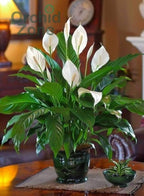 Peace Lily Indoor Plant