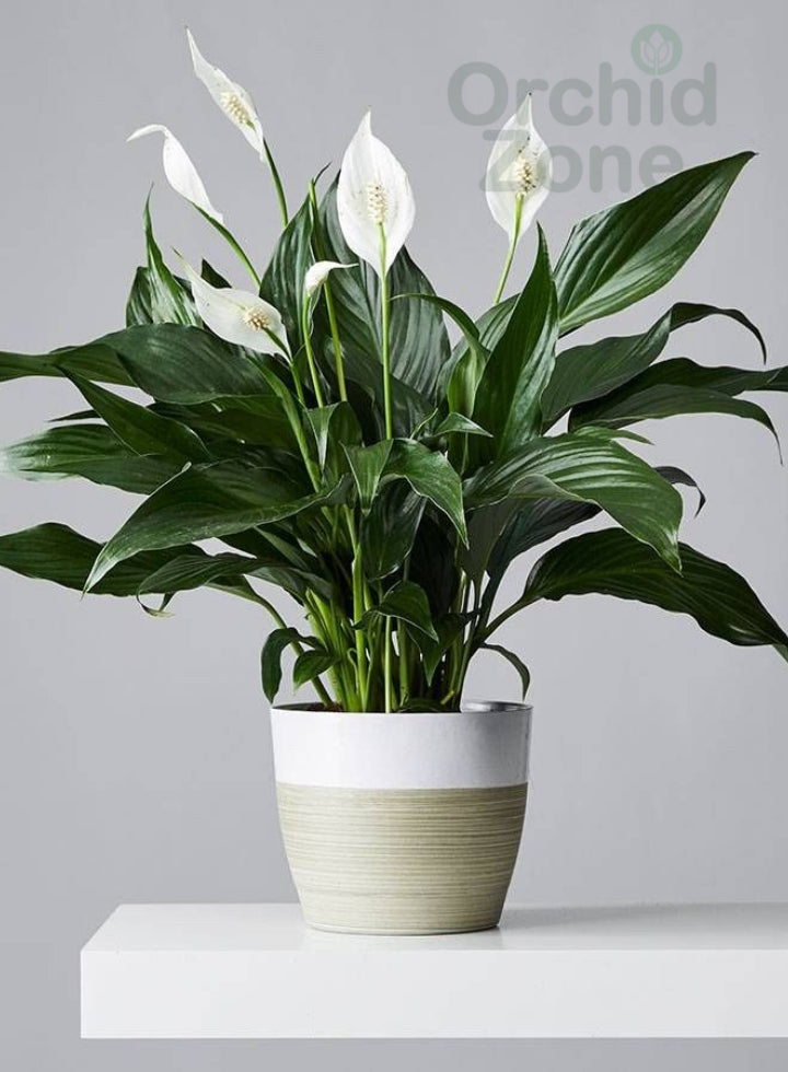 Peace Lily Indoor Plant