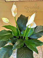 Peace Lily Indoor Plant