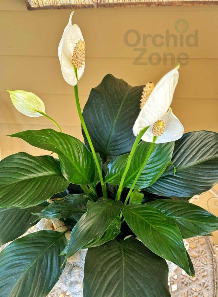 Peace Lily Indoor Plant