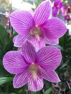 Dendrobiom Pink Beauty Hybrid Orchid Plant