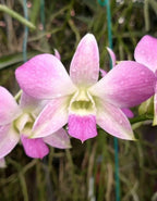 Dendrobiom Pink Lady Hybrid Orchid Plant