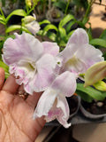 Dendrobiom Glory White x Miki White Hybrid Orchid Plant