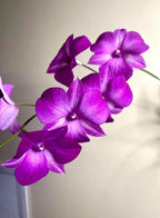 Dendrobiom Classi Gem x Bush Fancy Hybrid Orchid Plant