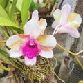 Dendrobiom Nopron Star Bright Hybrid Orchid Plant