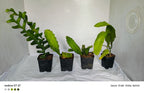 Epiphyllum Combo Of 4 Plant