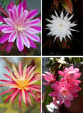 Epiphyllum Combo Of 4 Plant