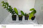 Epiphyllum Combo Of 4 Plant
