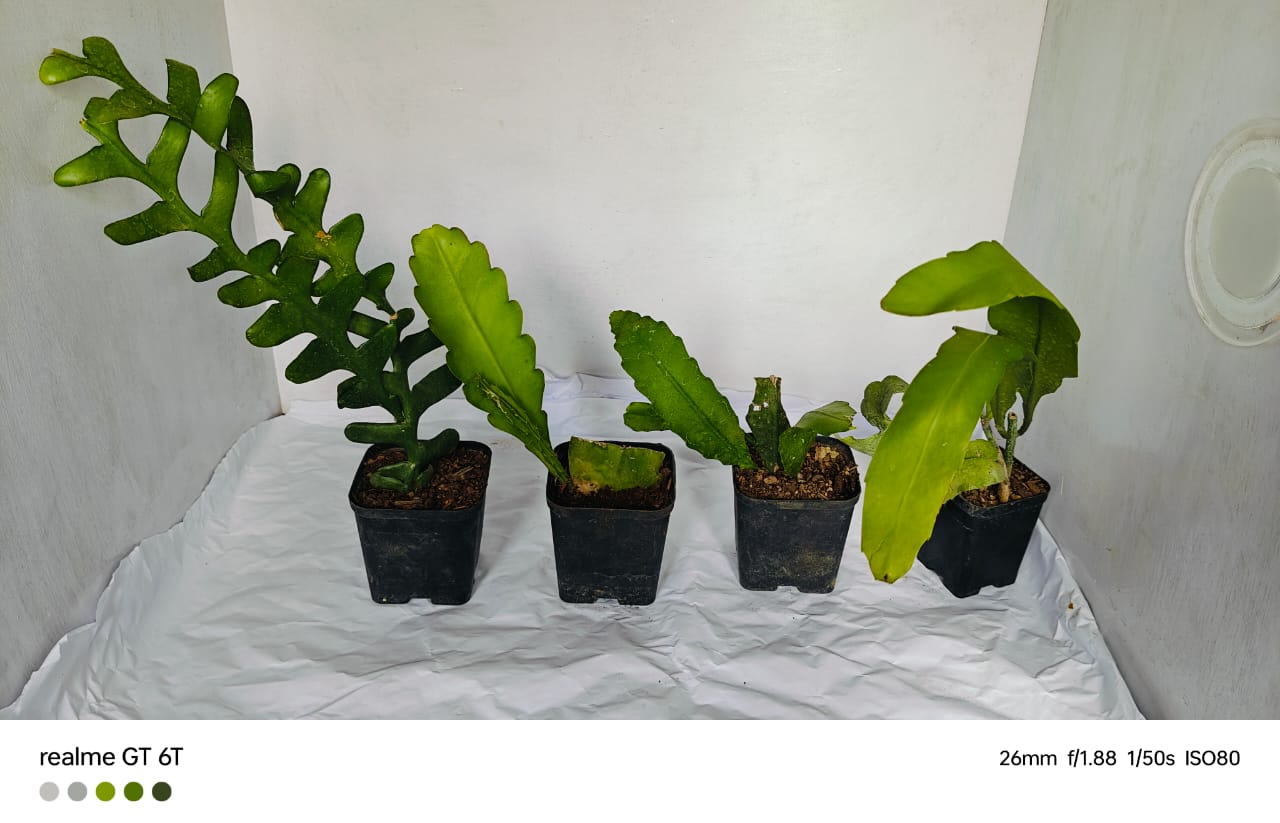 Epiphyllum Combo Of 4 Plant