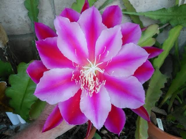 Epiphyllum Combo Of 4 Plant