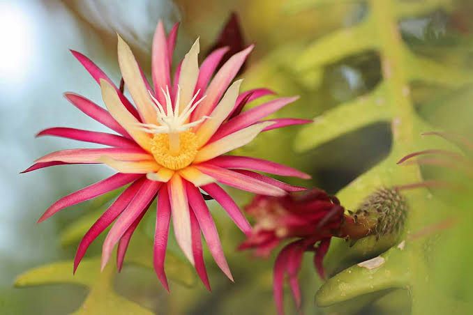 Epiphyllum Combo Of 4 Plant