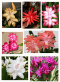 Christmas Cactus 7 Different Colours Combo