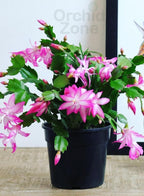 Christmas Cactus 7 Different Colours Combo