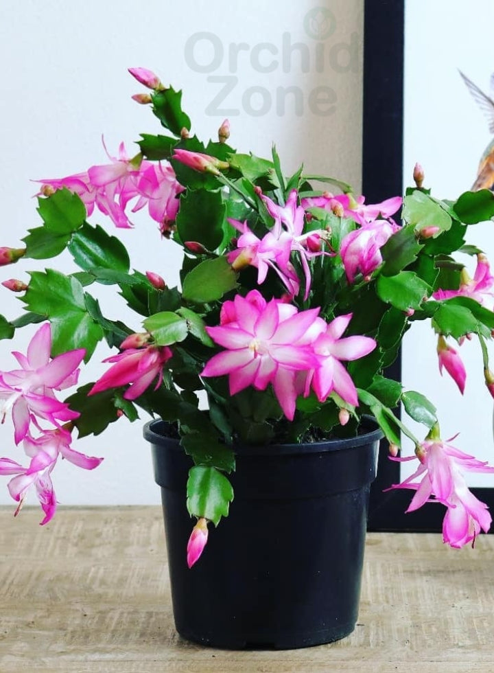 Christmas Cactus 7 Different Colours Combo