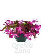 Christmas Cactus 7 Different Colours Combo