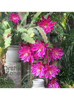 Christmas Cactus 7 Different Colours Combo