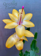 Christmas Cactus 7 Different Colours Combo