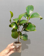 Camelia Bicolour Plant