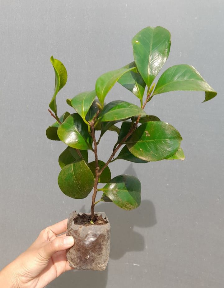 Camelia Bicolour Plant