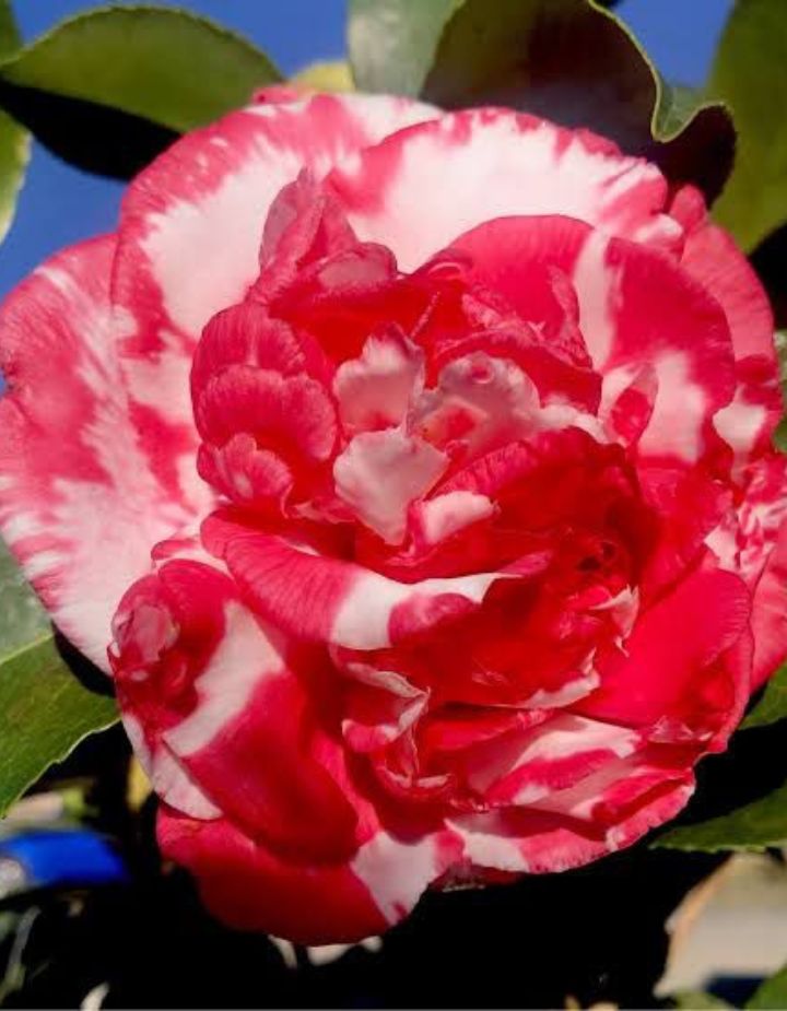 Camelia Bicolour Plant