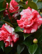 Camelia Bicolour Plant