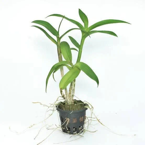 Dendrobiom King Dragon Hybrid Orchid Plant