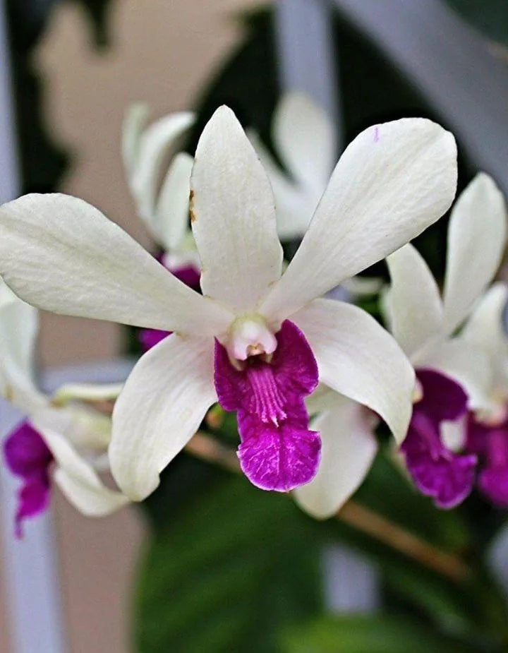Dendrobiom Woo Leng  Hybrid Orchid Plant