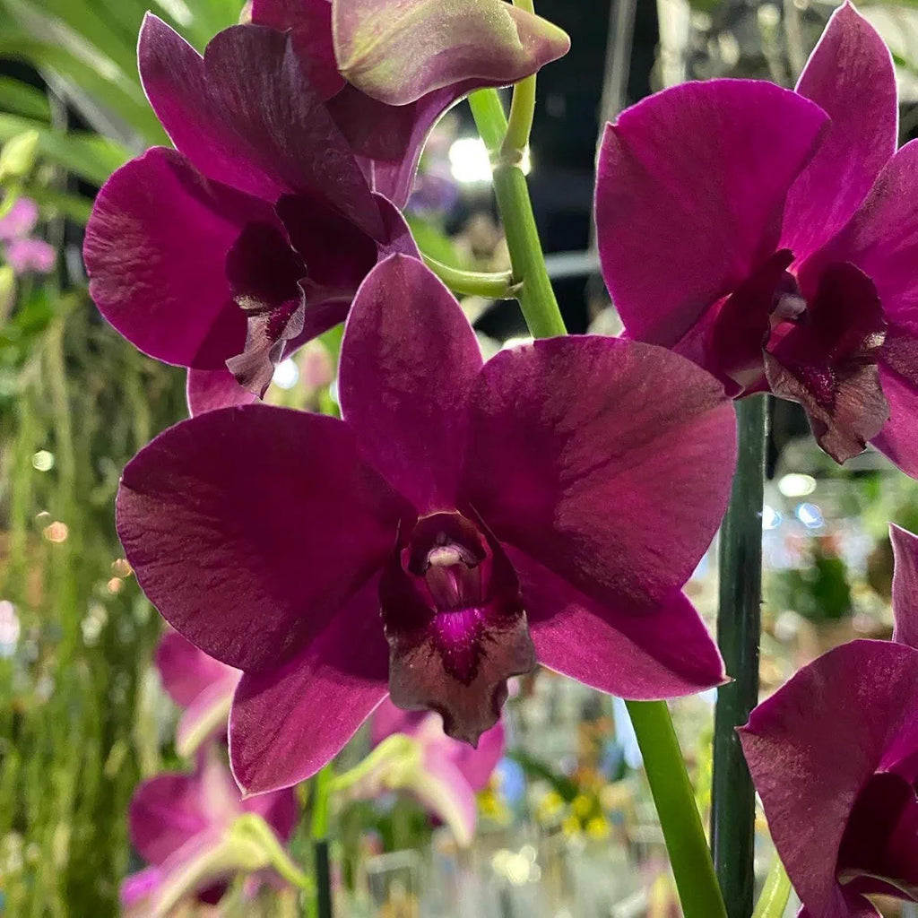 Dendrobiom Panama Red Hybrid Orchid Plant